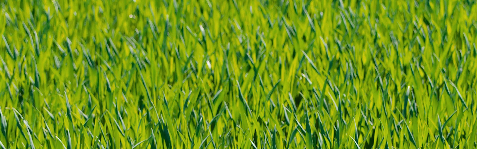 grass 1600x500 - Fernleigh Lodge