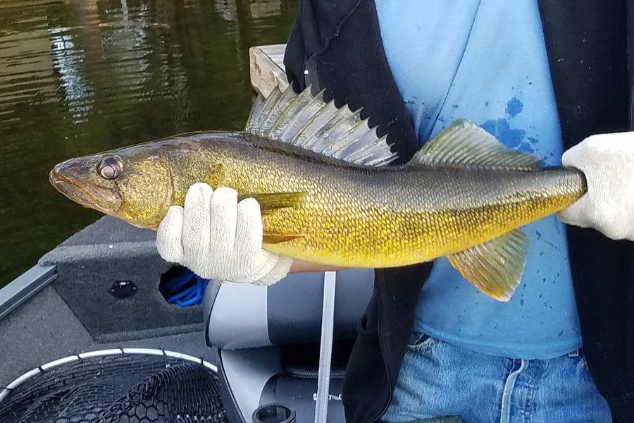 Check out this nice Walleye-Pickerel caught at Fernleigh Lodge!
